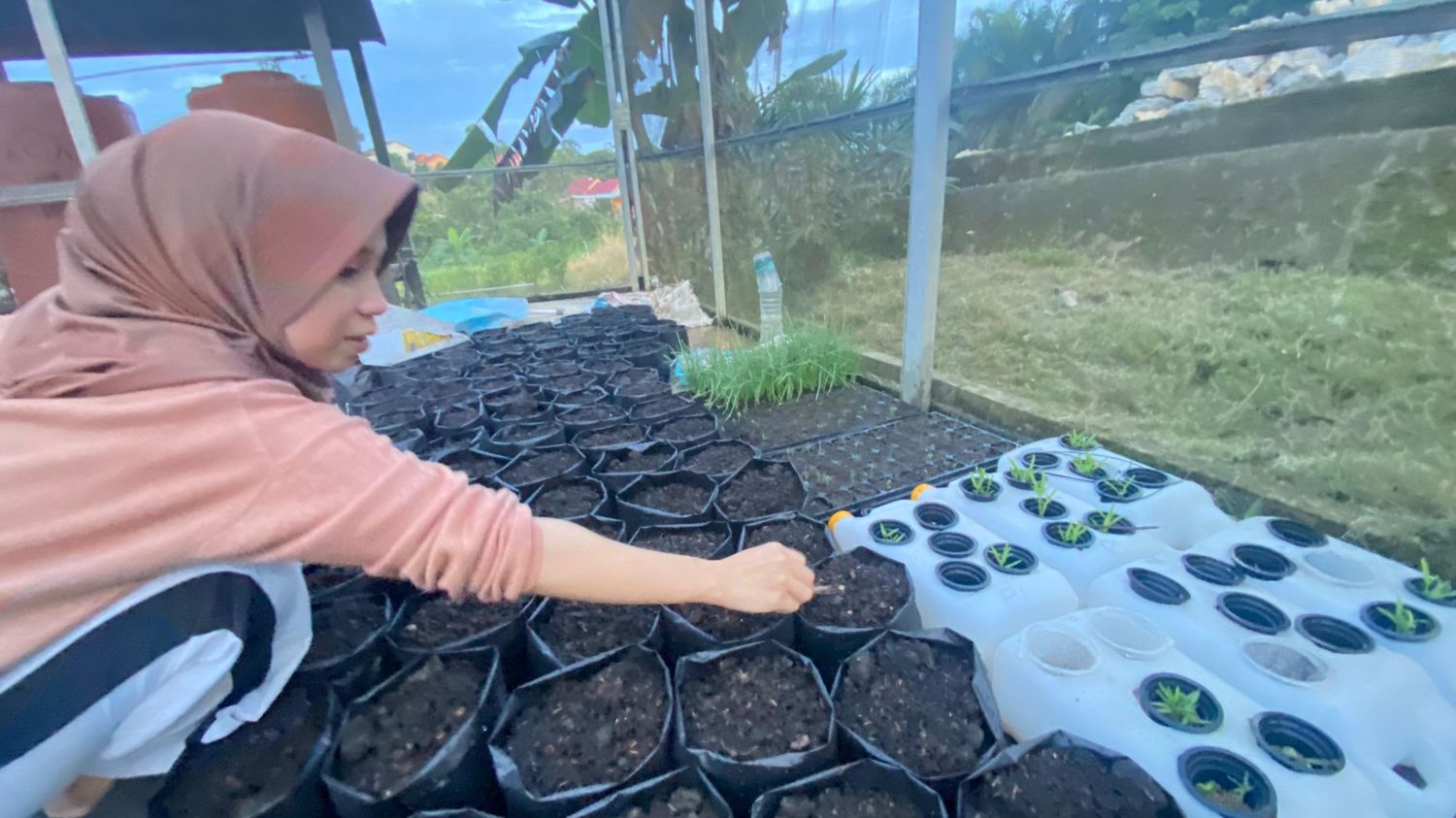 Teknik Budidaya Pakcoy: Persiapan Lahan dan Penanaman Benih di Greenhouse