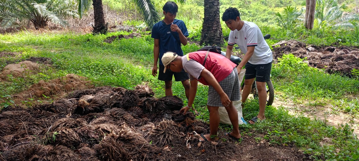 Mahasiswa Agribisnis UMKT FPBD Kembangkan Inovasi Pupuk Organik Cair dari Limbah Kelapa Sawit