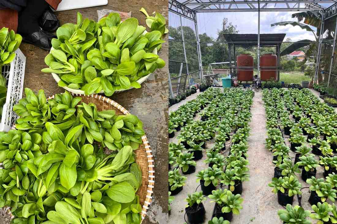 “Dirawat dengan irigasi tetes, dipanen dengan senyum. Pakcoy organik segar.”